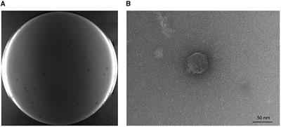 Characterization, complete genome sequencing, and CRISPR/Cas9 system-based decontamination of a novel Escherichia coli phage TR1 from fermentation substrates